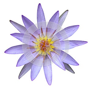 Top view close up of purple lotus flower or lily water