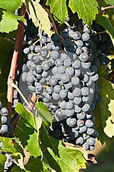 Ready to be harvested Dolcetto grapes, Piedmont region of Italy photo