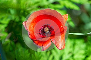 Top view close-up of a red poppy flower on a green background