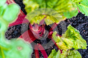 Top view, close up of red rhubarb crown growing stalks in early spring, in a vegetable garden. Example of perennial edible plant