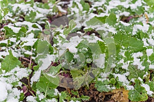 Top view close-up rutabaga plant with purple root large leaves freezing in winter time in Texas, USA