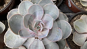 top view of a close up of a suculent plant with green and pink leafs