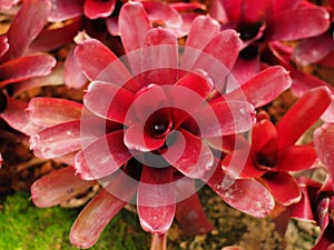 Top view close up to the fireball Bromeliad, a type of Neoregelia.