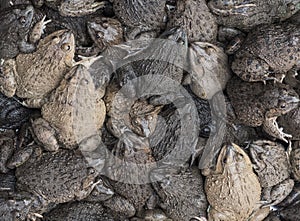 Top view close-up of toads