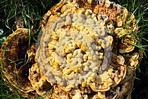 Top view close up of velvet-top fungus or dyerÃÂ´s polypore phaelus spadiceus or schweinitzii in autumn. photo