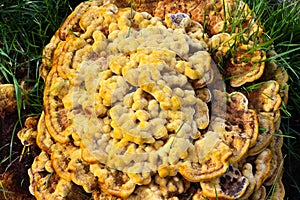 Top view close up of velvet-top fungus or dyerÃÂ´s polypore phaelus spadiceus or schweinitzii in autumn. photo