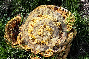 Top view close up of velvet-top fungus or dyerÃÂ´s polypore phaelus spadiceus or schweinitzii in autumn. photo