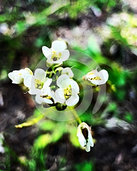 Top view closeup of beautiful Crambe abyssinica flowers in a garden against the blurred background