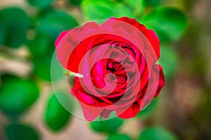 Top view closeup of blooming red rose with green leaves