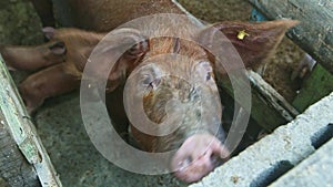 Top view closeup brown domestic pig snout looks at camera from wooden fencing