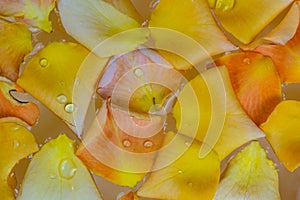 Top view closeup of colorful rose petals floating on water in the bowl of aroma spa