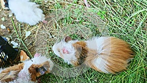 Top view closeup decorative guinea pigs eat green grass