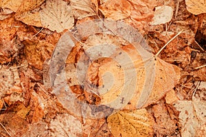 Top view closeup of dry autumn leaves on the ground as fall season background