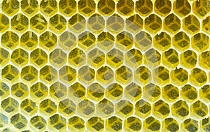 Top view closeup of empty natural hexagonal honeycomb background