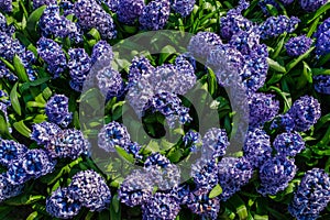 Top view closeup of a flower bed with beautiful blooming richly filled dark blue hyacinths flowers