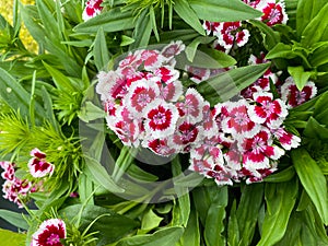 Top view closeup of isolated beautiful white purple flowers dianthus chinensis rainbow pink with green leaves