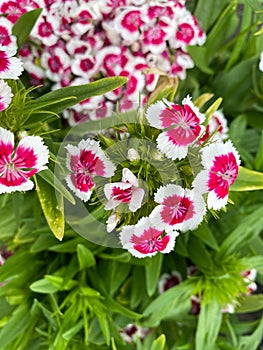 Top view closeup of isolated beautiful white purple flowers dianthus chinensis rainbow pink with green leaves