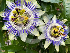 Top view closeup of isolated blue white passion flowers caerulea with green leaves