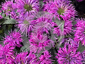 Top view closeup of isolated pink shrub blossoms monarda fistulosa pink lace with green leaves photo