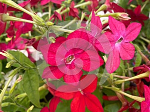 Top view closeup of isolated red shrub blossoms nicotiana tabacum with green leaves