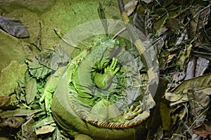 Top view closeup shot of a sleeping iguana inside it`s home