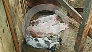 Top view closeup small different piglets sleeping together next to the brown sow