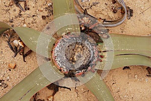 Top view closeup of star shaped Welwitschia Mirabilis in Namibe desert, Namibe
