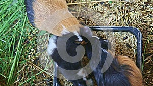 Top view closeup three decorative guinea pigs eat oat seeds