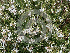 Top view closeup of white flowers gaura lindheimeri belleza with green leaves photo