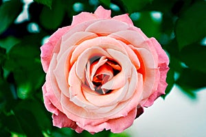 Top view closup from a rose in a garden