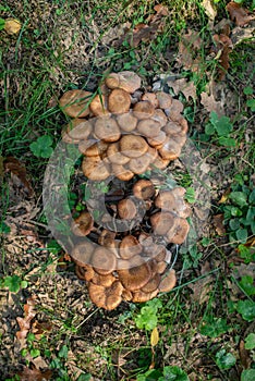 Top View of Clustered Wild Mushrooms