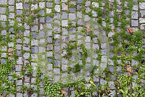 Top View Cobblestone Texture With Green Grass In-between