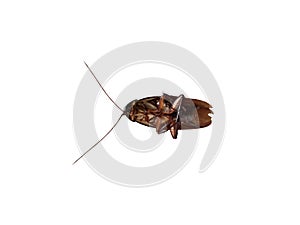 Top view cockroach isolated on white background with clipping path