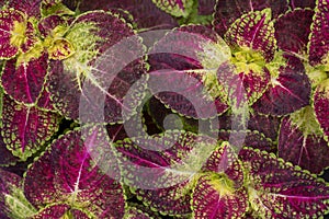 Top view of Coleus Forskohlii, Painted Nettle or Plectranthus scutellarioides is a Thai herb for background.