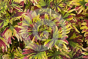 Top view of Coleus Forskohlii, Painted Nettle or Plectranthus scutellarioides is a Thai herb in the garden.