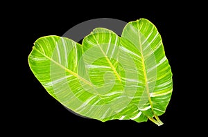 Top view, collage three banana leaf isolated on black background for design or stock photo, summer flora, nature plant , stripes