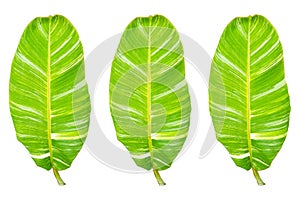 Top view, collage three banana leaf isolated on white background for design or stock photo, summer flora, nature plant , stripes