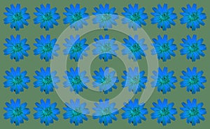 Top view, Collection of brightness blue mexican aster flower isolated on dark green background for design or stock photo,