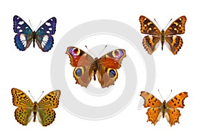 Top view of Collection of European nymphalidae butterflies  species on white background photo