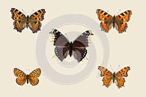 Top view of Collection of nymphalidae butterflies  species on set sail champagne background