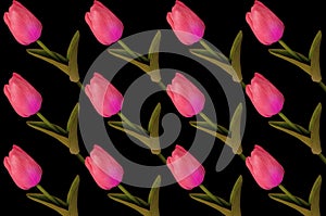 Top view, Collection of pink tulips flower isolated on black background for design or stock photo, illustration, tropical summer