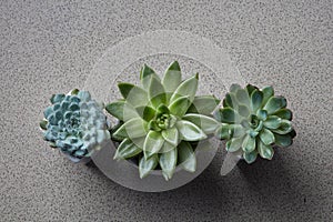 Three flowerpots with different plants Succulents Echeveria