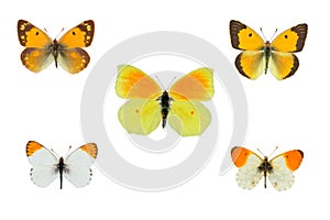 Top view of Collection of whites butterflies  pieridae species on white background photo