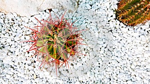 Top view of colorful cactus on white gravel or pebble and stone or rock with copy space.