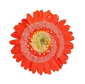 Top view colorful flowers red and yellow gerbera or barberton daisy blooming with water drops isolated on white background