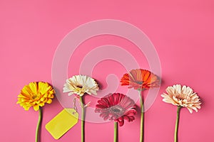 top view of colorful Gerbera flowers in row with blank tag on pink, mothers day concept