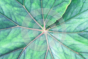 Top view colorful green leaf with red line patterns texture,nature background