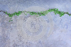 Top view colorful green plants in lines patterns growing on concrete cracks floor, nature background