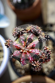 Top view of colorful mihanovichii gymnocalycium cactus