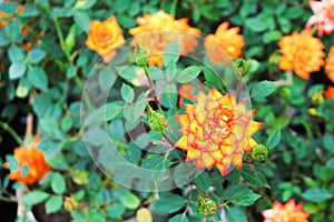 Top view colorful orange or yellow rose blooming and bud with green leaves in garden